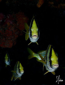 Yes, one of my favorite subjects, these guys are like hap... by Steven Anderson 